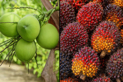 Kampanye Hitam Minyak Sawit vs Kelapa