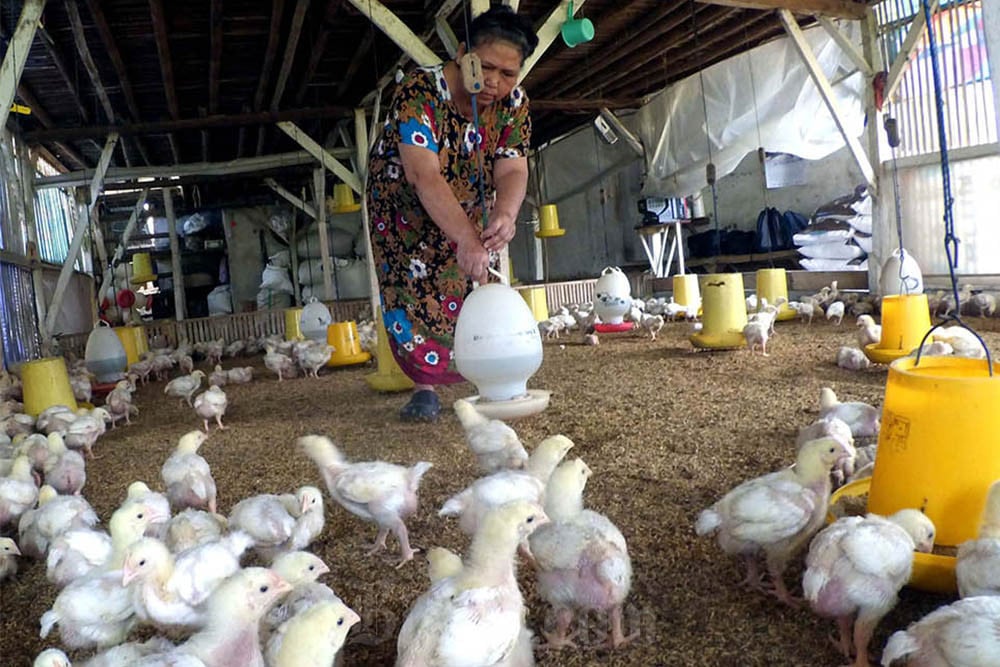 Peternak memberi pakan ayam potong di Kampung Sukarahayu, Desa Cimenyan, Kabupaten Bandung, Jawa Barat. Bisnis/Rachman