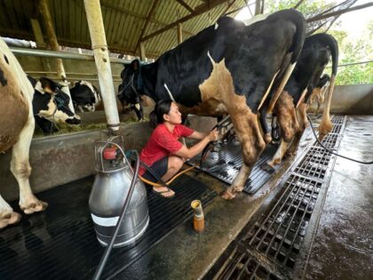 Indonesia Impor 1.573 Sapi Kejar Produksi Susu Nasional. Foto: Ilustrasi