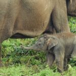 Foto. Wikipedia: Bayi gajah Sumatera di Taman Nasional Tesso Nilo