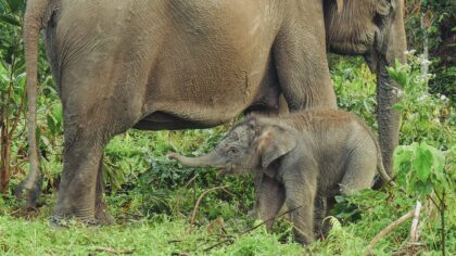 Foto. Wikipedia: Bayi gajah Sumatera di Taman Nasional Tesso Nilo
